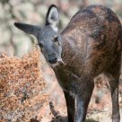 Musk Deer